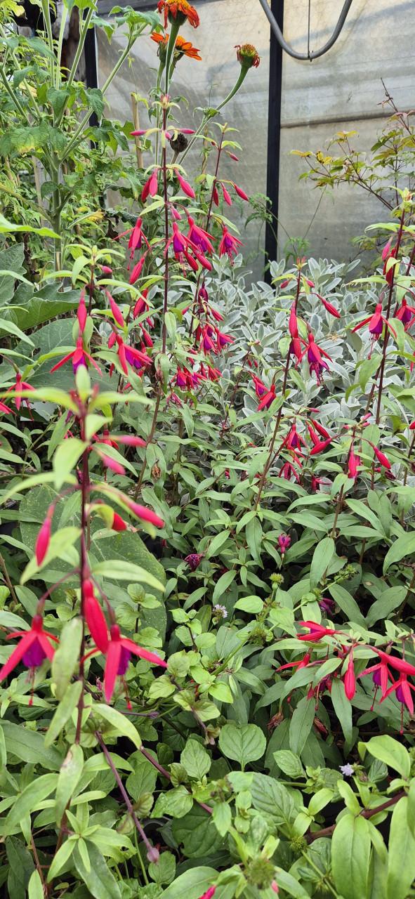 Tuinplanten assortiment bio