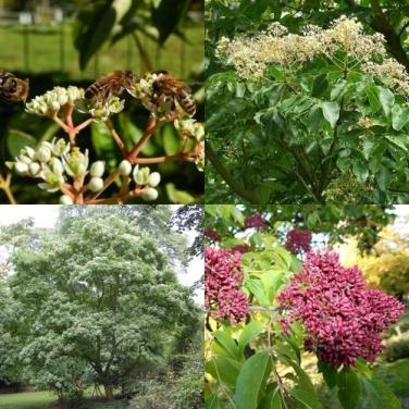 Bijenboom