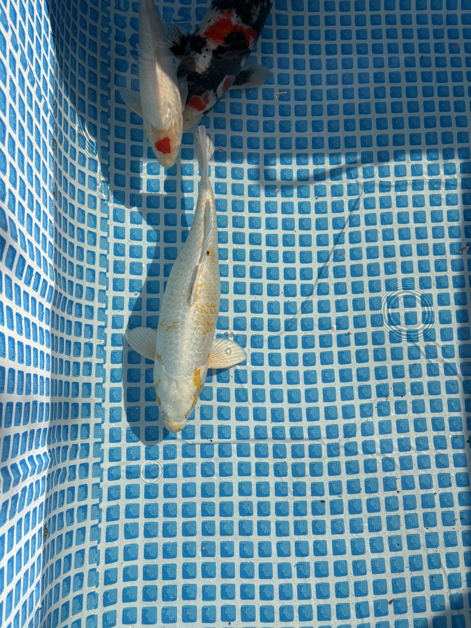 Koi karpers te koop