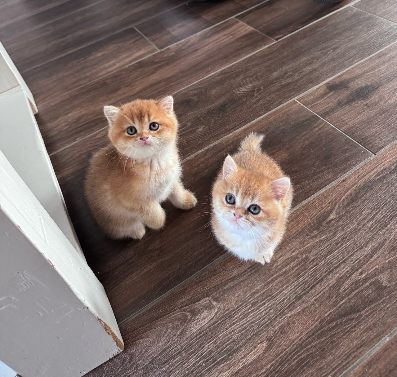 Kittens britse korthaar black golden shaded met stamboom