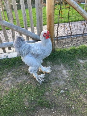 Jonge brahma haan