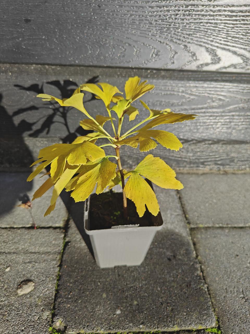 Verschillende Japanse esdoorn bomen, zaailingen, Acer palmatum