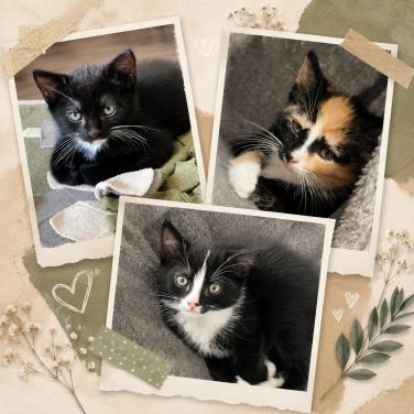 Kittens