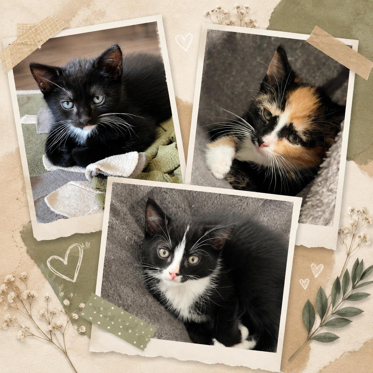 Kittens
