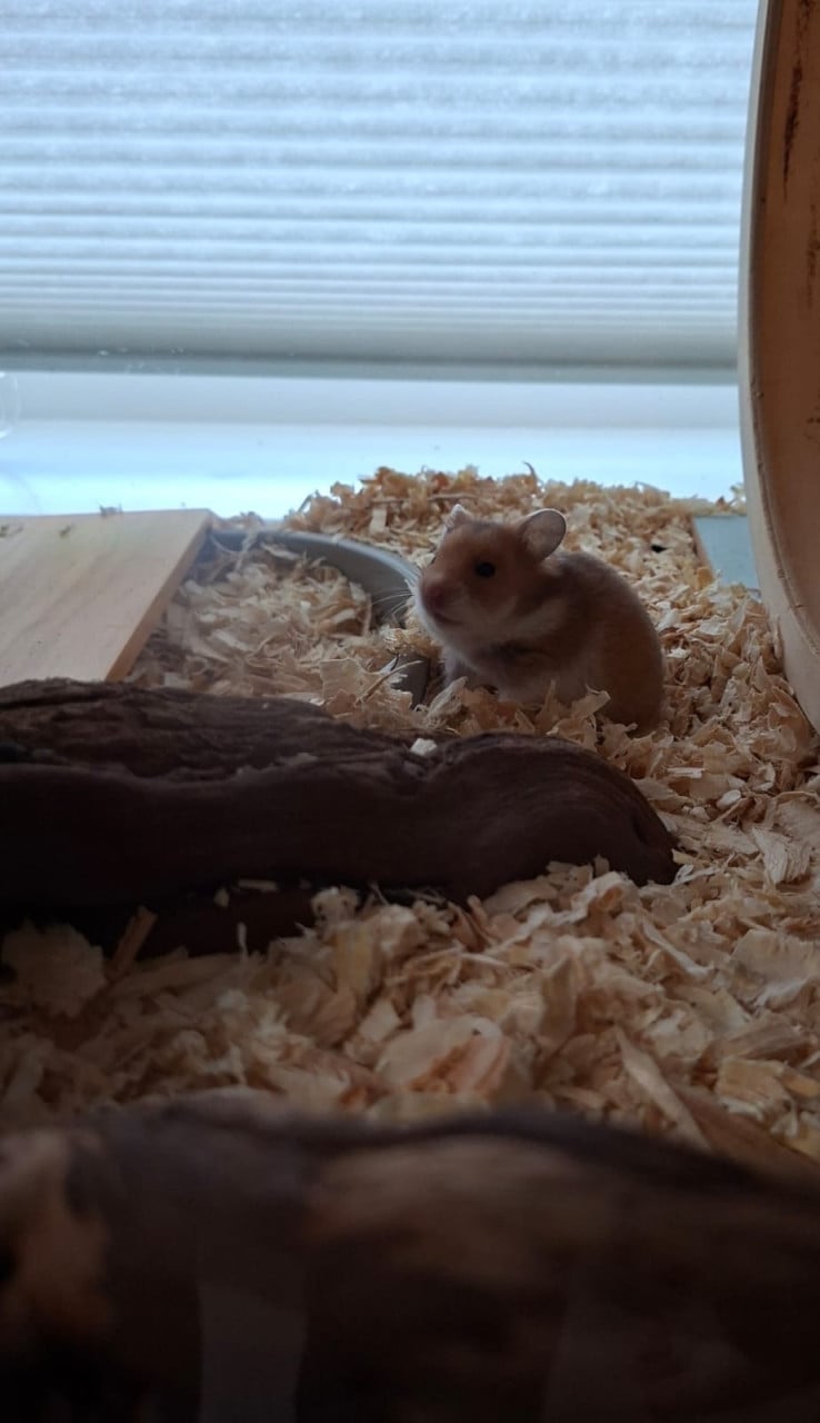 Syrische hamster/ goudhamster
