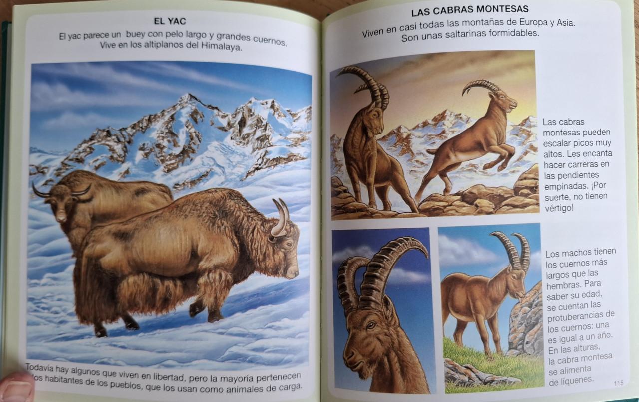 Spaans Beeldenwoordenboek van de Bergen (voor kinderen 6-8 jr)