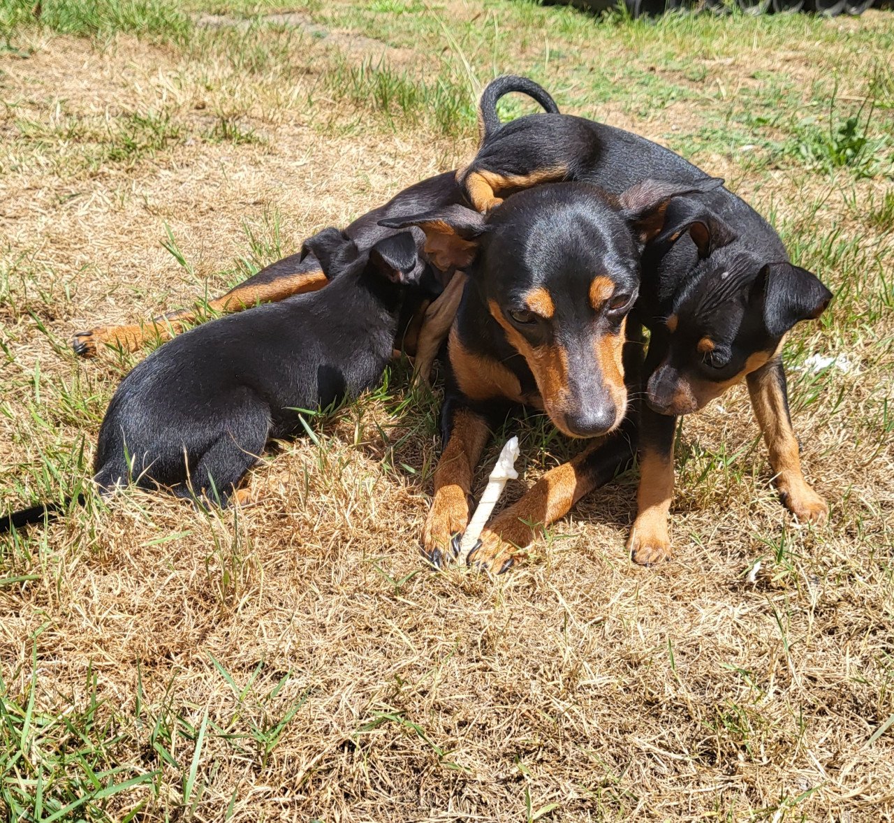 2 dwergpinscher puppy's