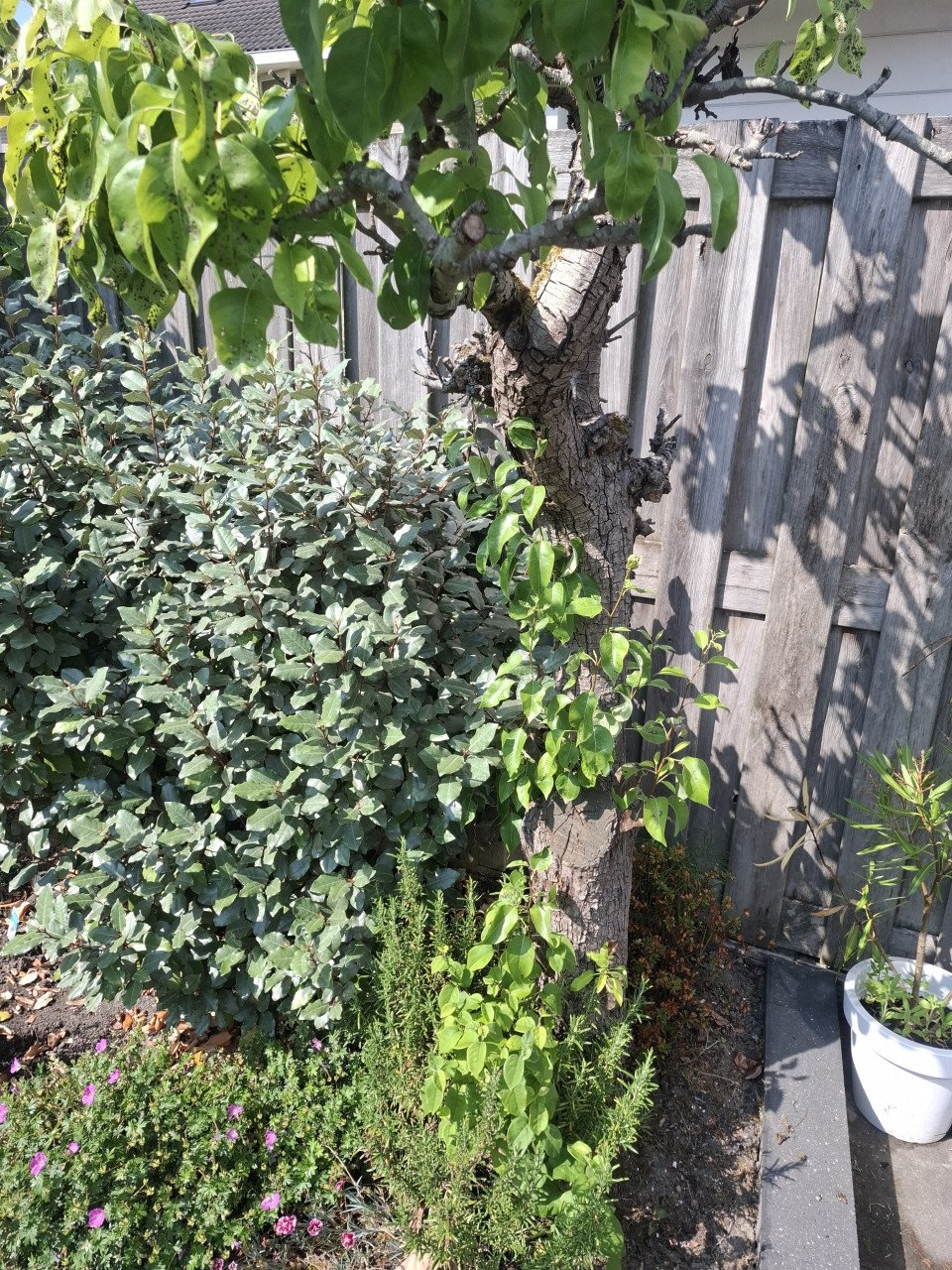 Perenbomen