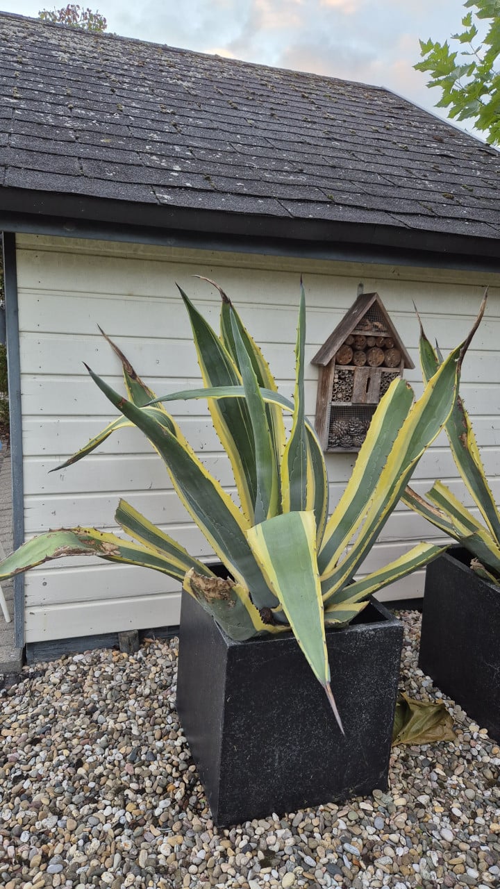 2 maal grote cactus Agave met pot
