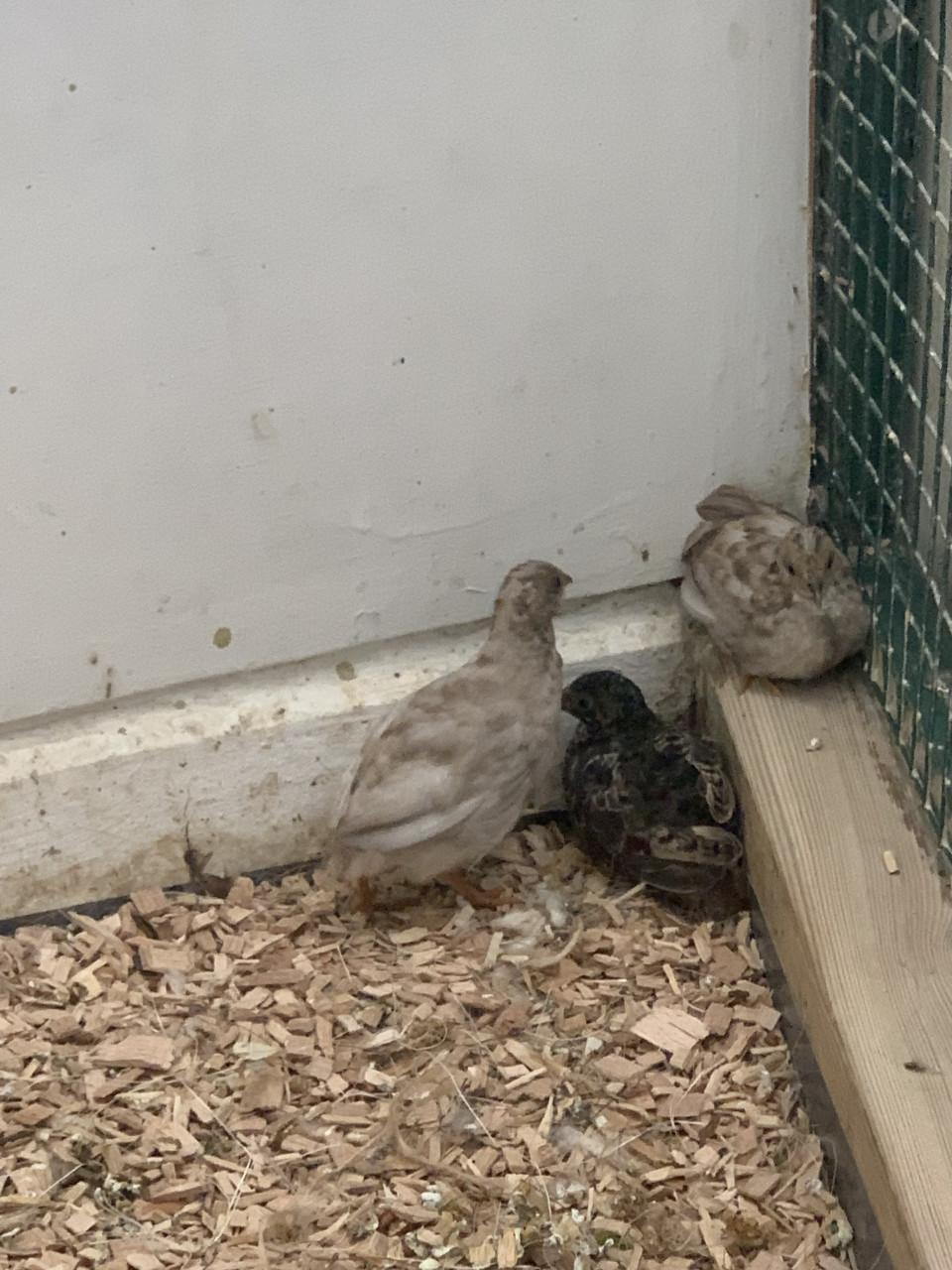 Jonge Dwerg kwartels