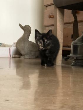 Kittens mannetje en vrouwtje