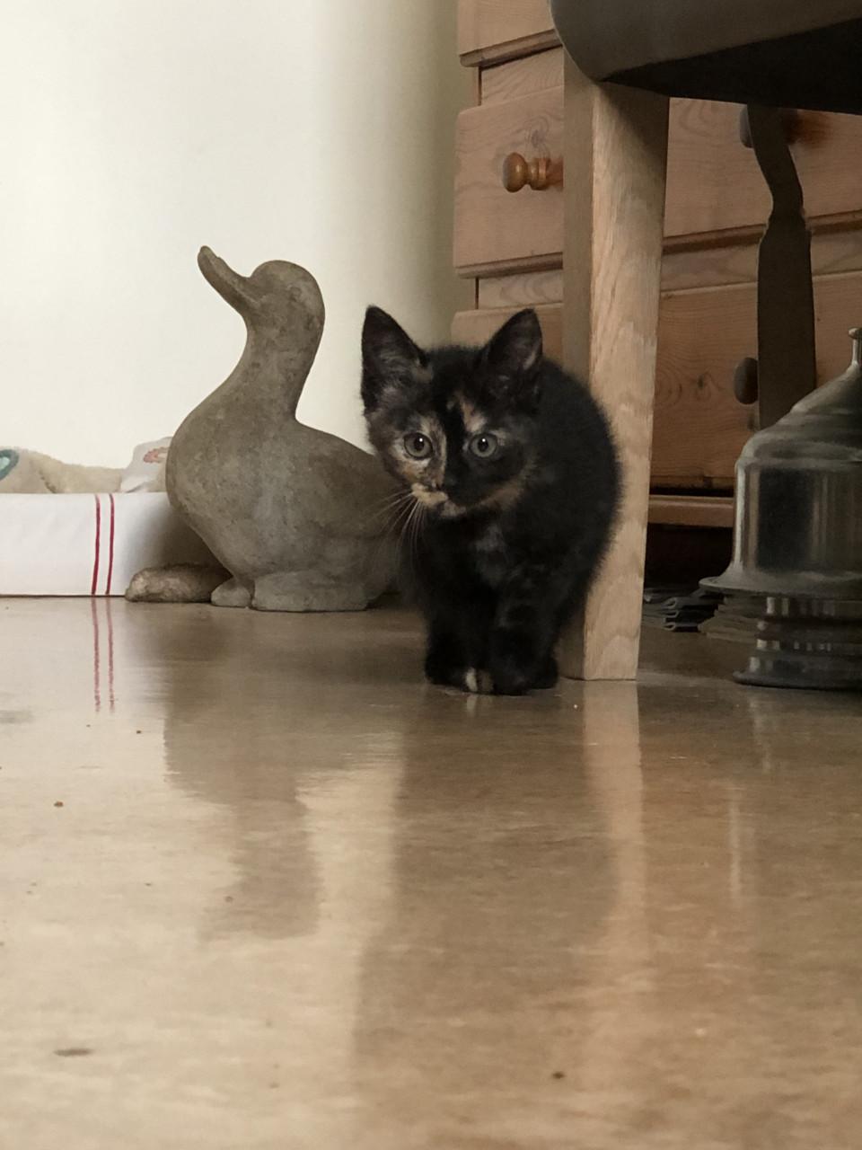 Kittens mannetje en vrouwtje