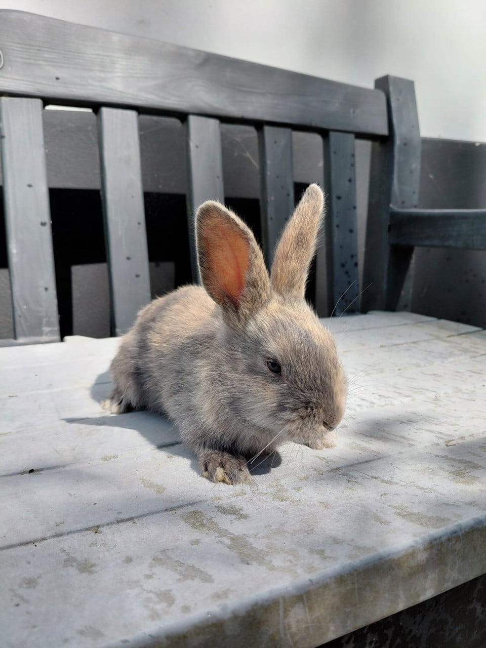 Jonge konijntjes,  Lotharinger middelgroot