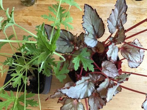 Citroen garanium en blad begania