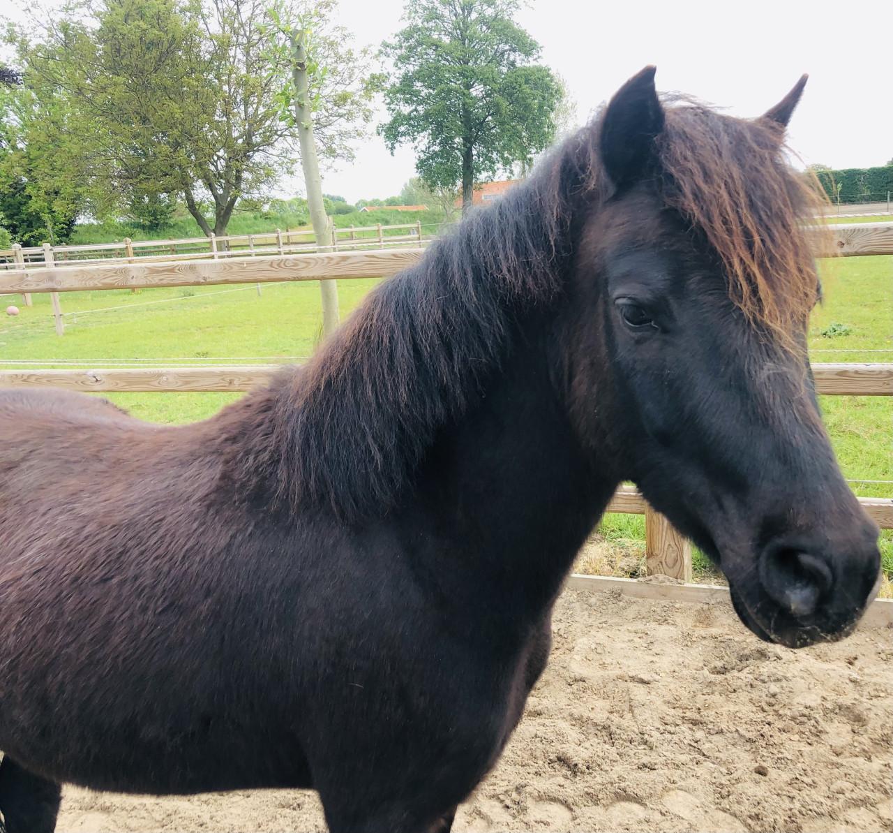 Lieve 5 jarige pony ruin