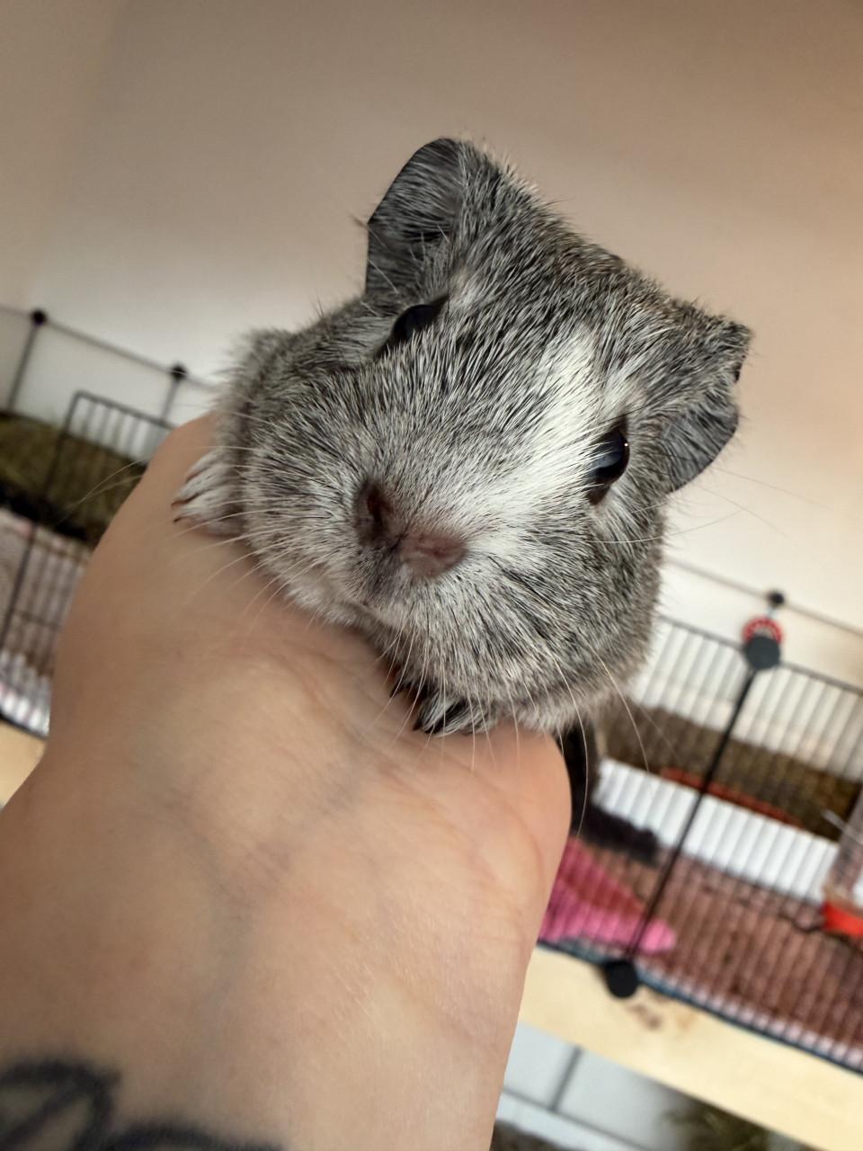 Cavia beer zoekt thuis