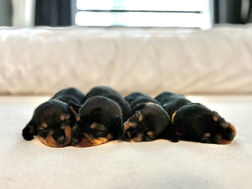 De liefste ruwharige teckel pups❤️