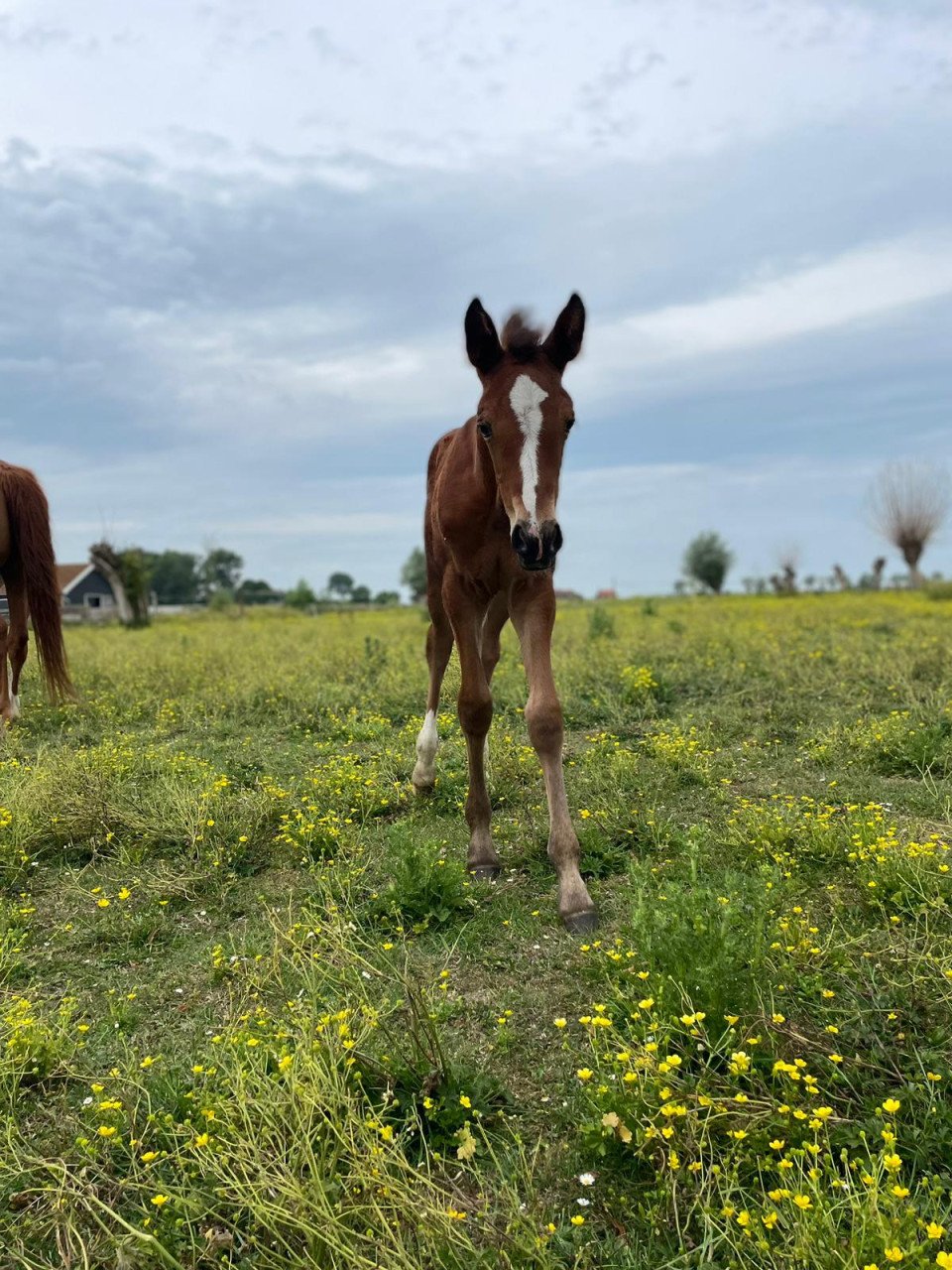 Bijbaan in de paarden