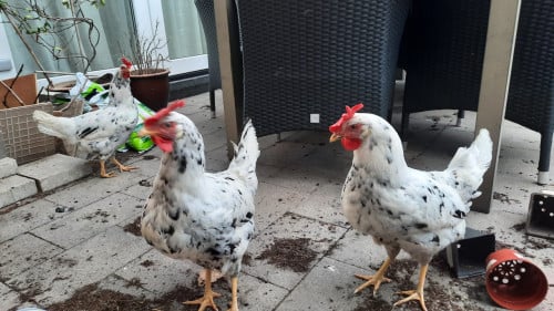3 jonge legkippen Leghorn