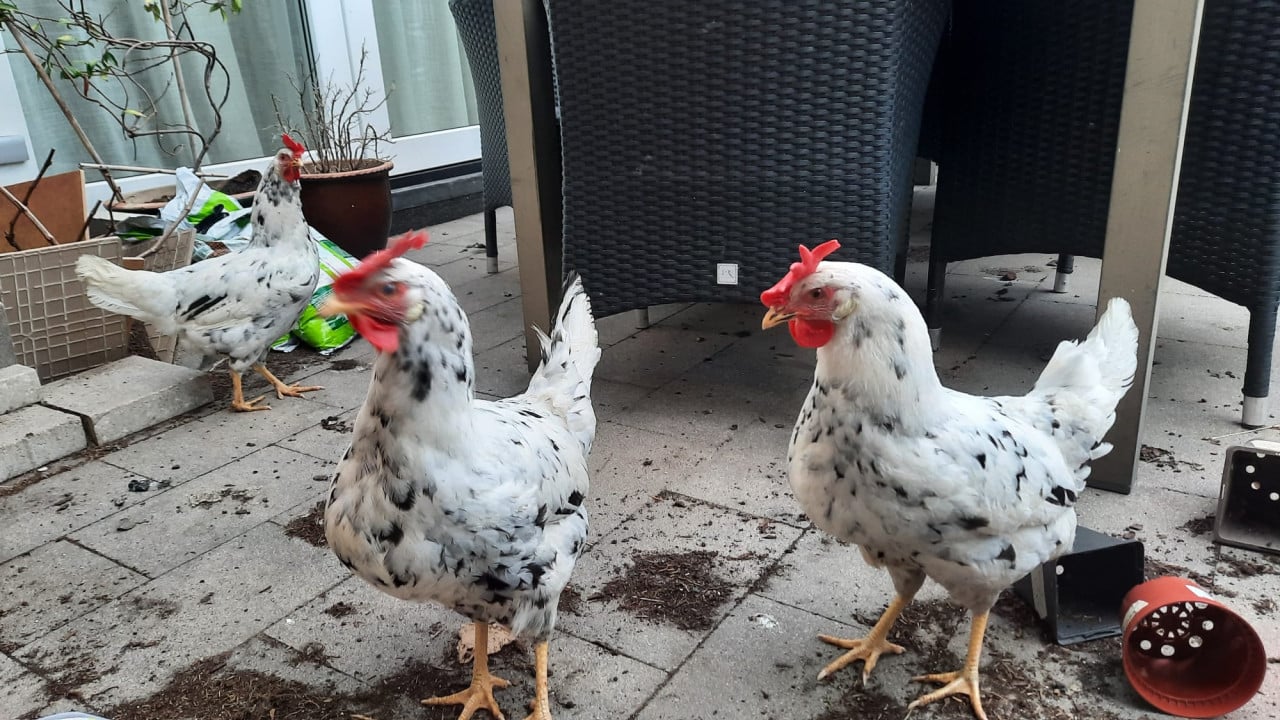 3 jonge legkippen Leghorn