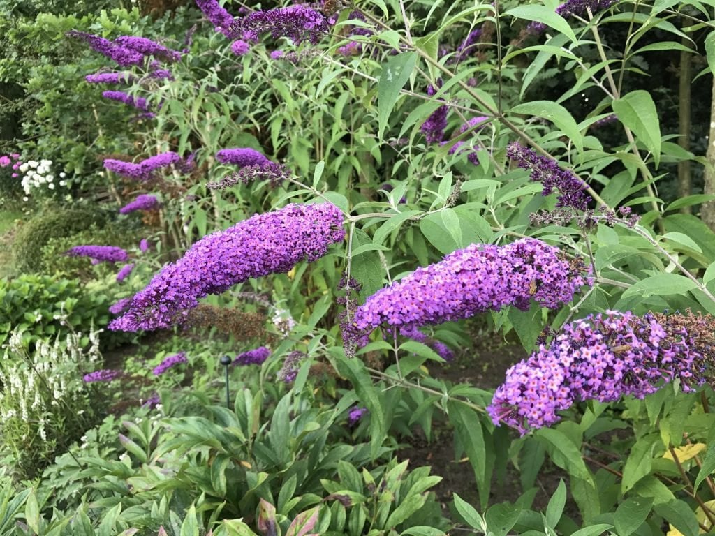 Te koop; vlinderstruik plant bloem tuin