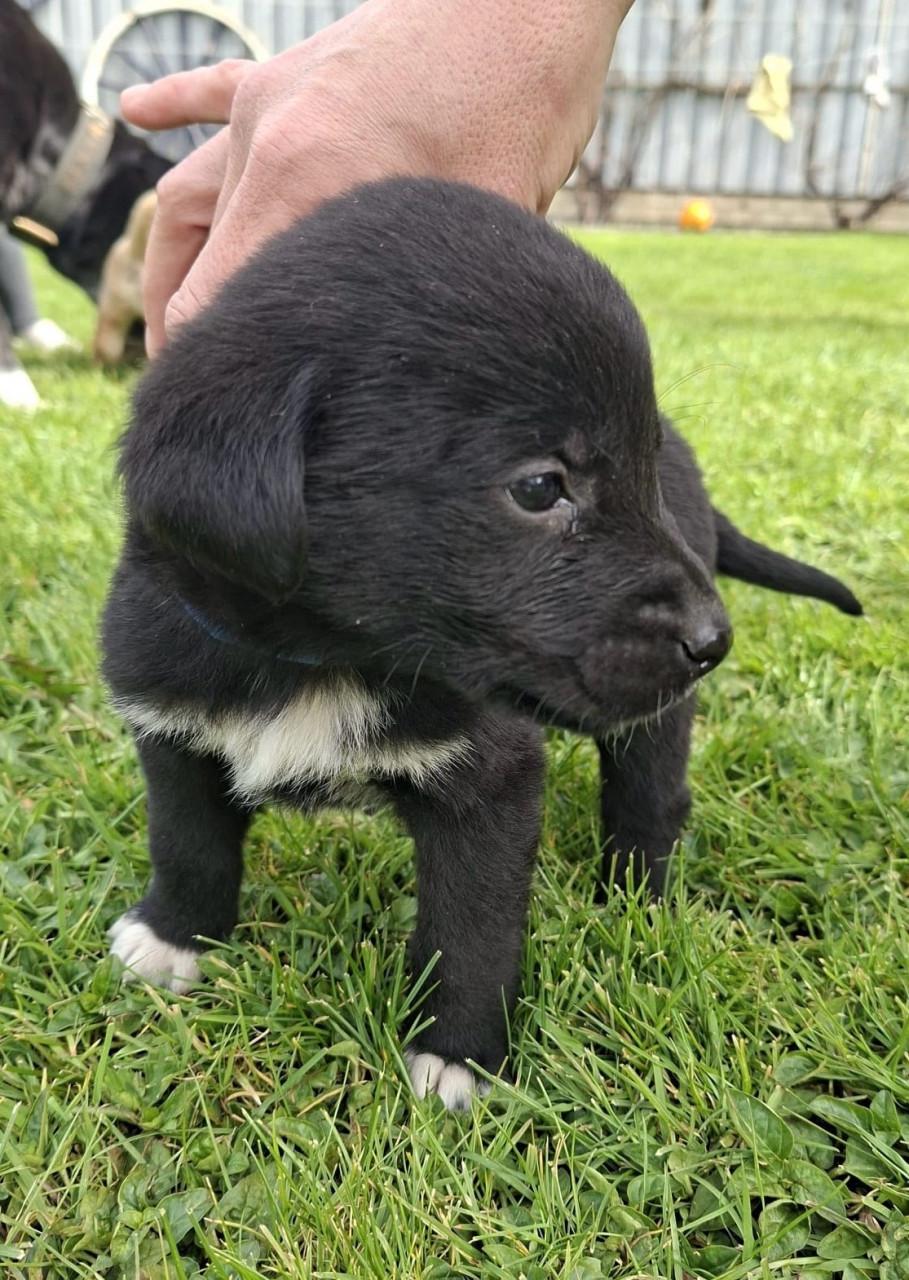 Puppy’s te koop - gekruising Labrador