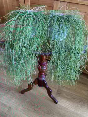 Koraalcactus 2x