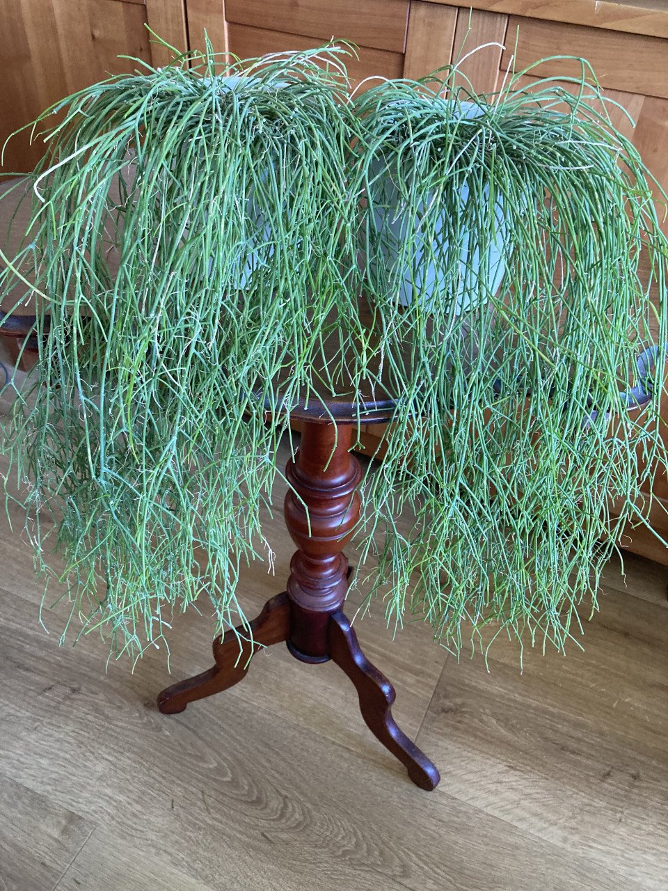 Koraalcactus 2x