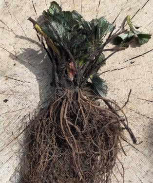 Aardbeienplanten