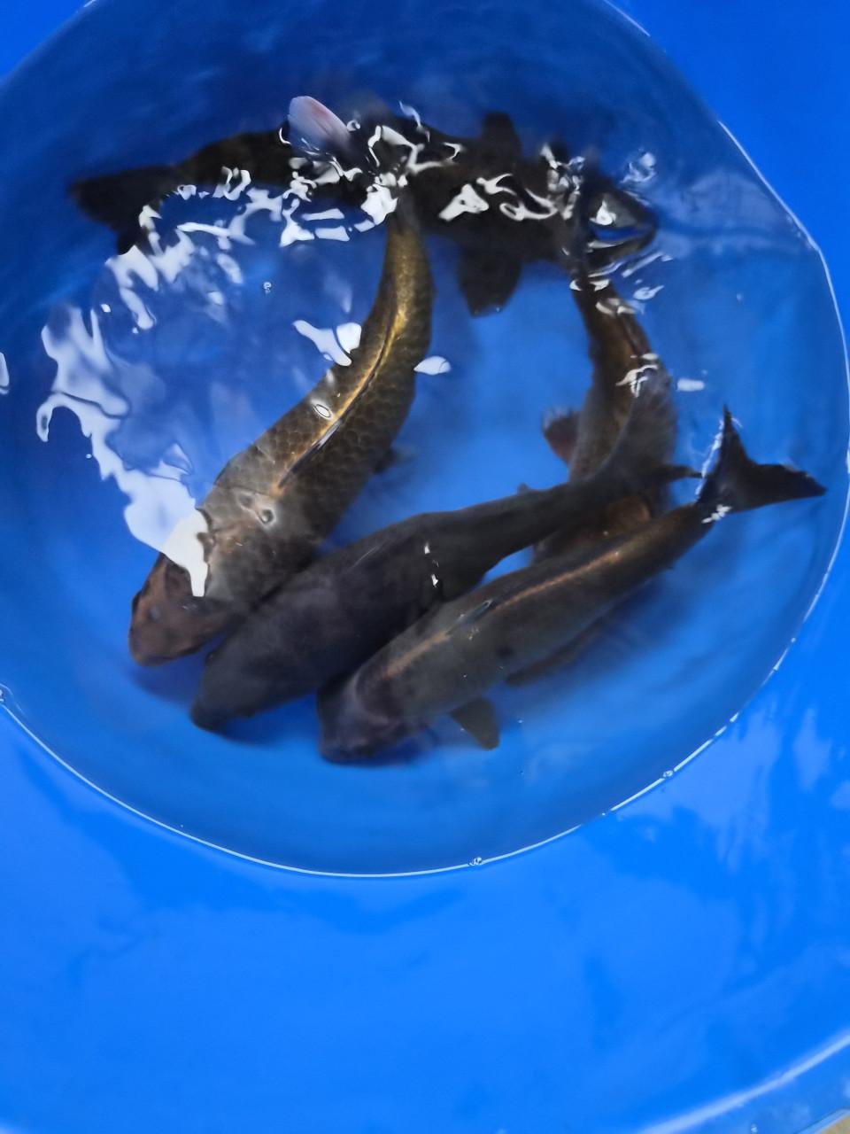 Diverse einde tosai of nisai  koi