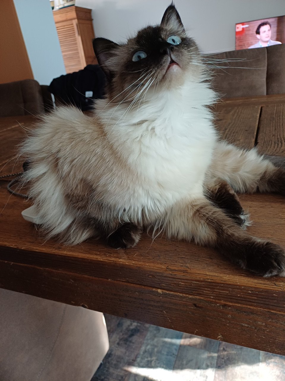Ragdoll poes.met blauwe ogen net 1 jaar