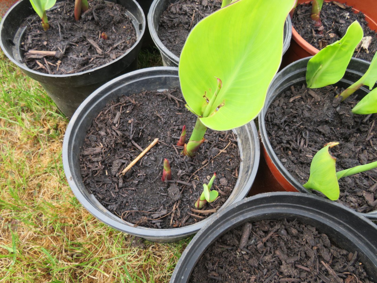 Canna in pot