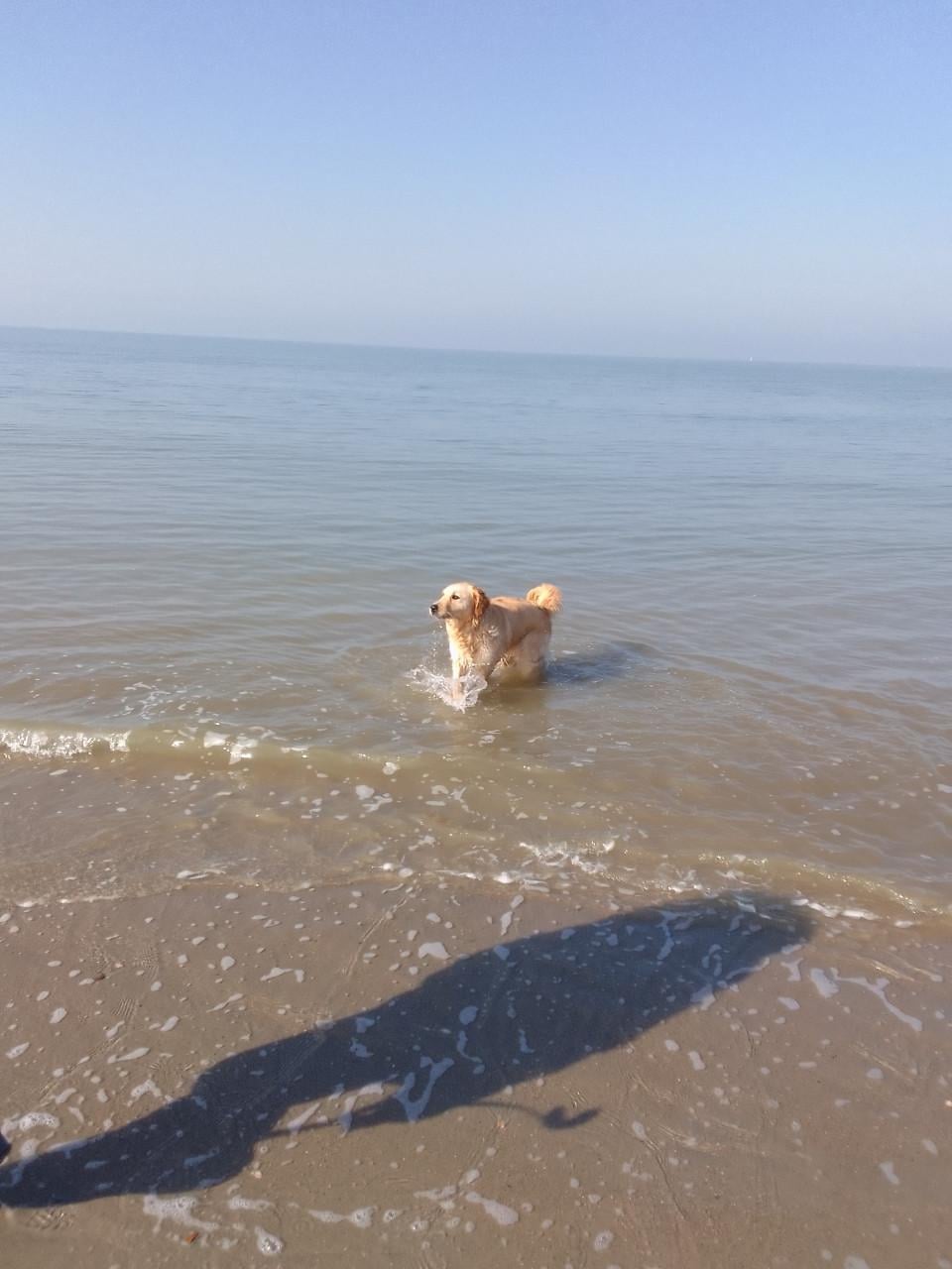 Gezocht dekreu, golden retriever