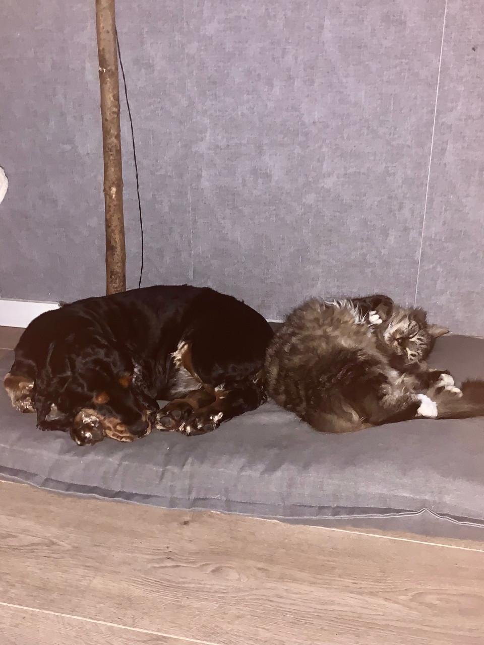 Prachtige buitenkat Bikkel zoekt een nieuw, liefdevol thuis .