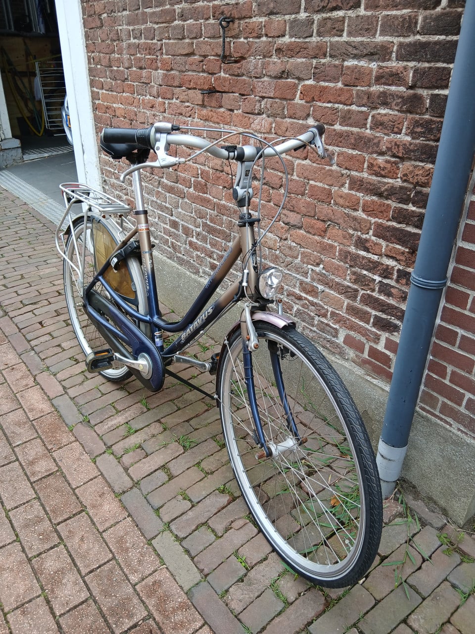 Batavus