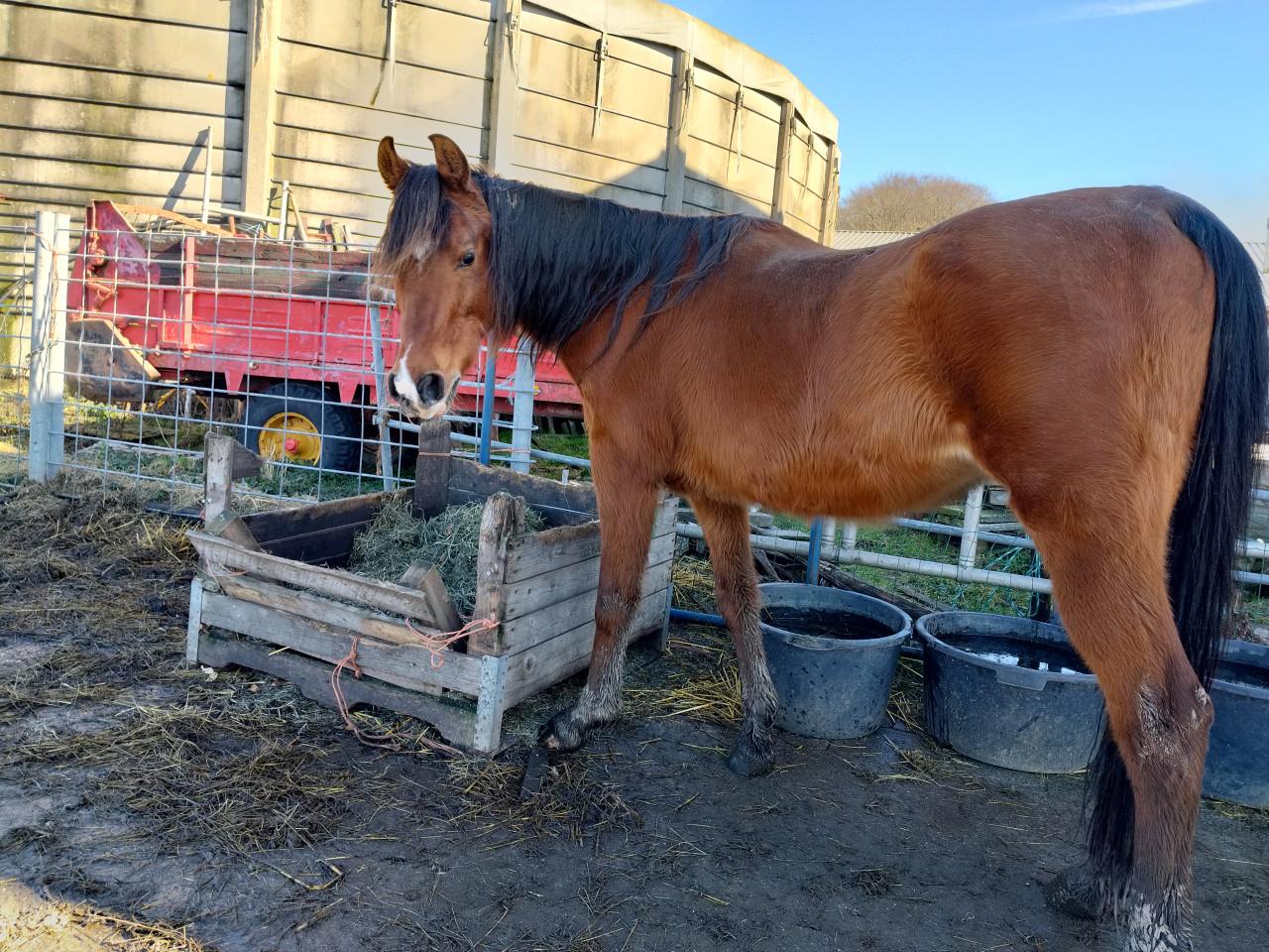 Arabisch volbloed ruin te koop