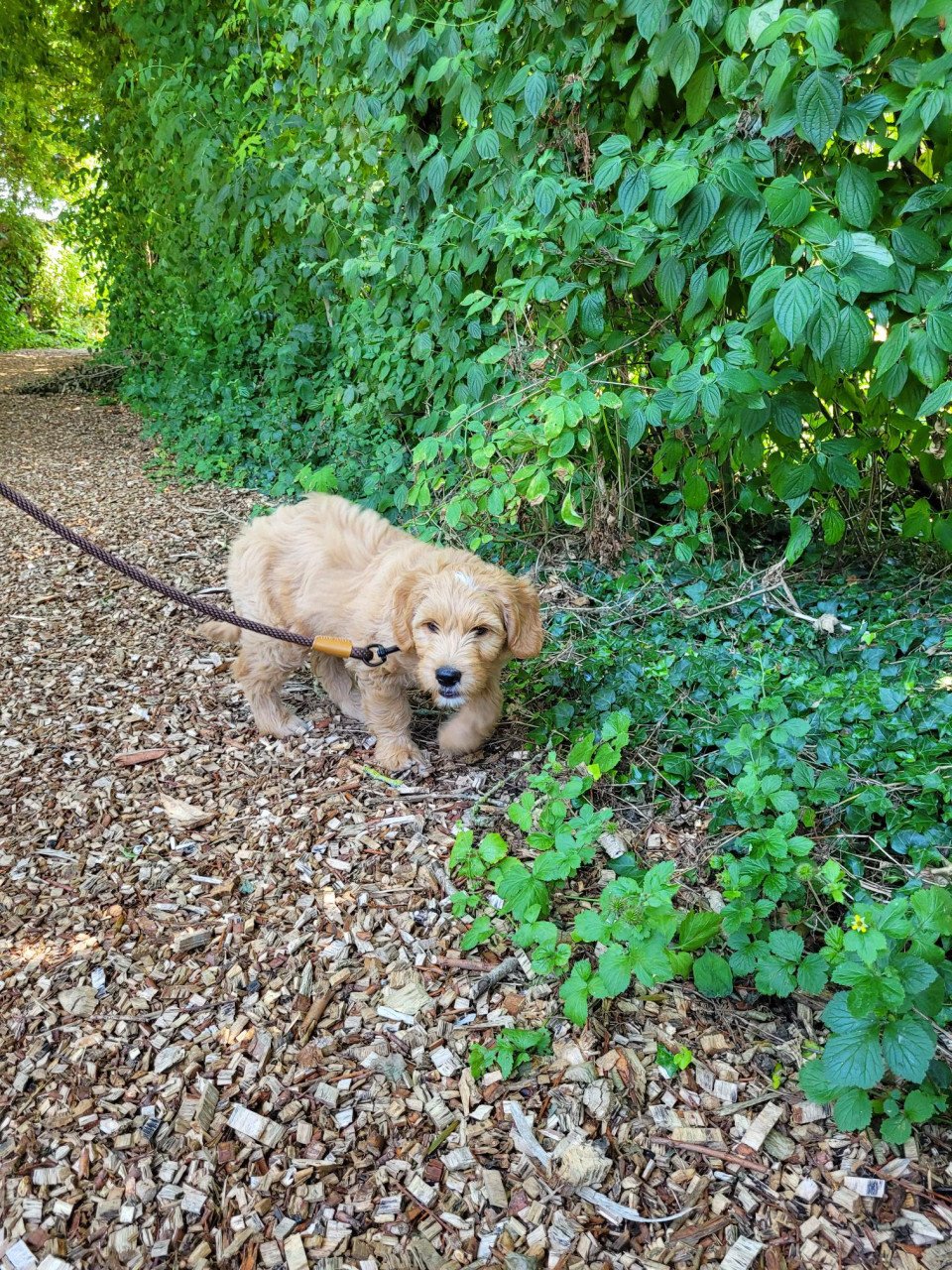 Golden Doodle pup