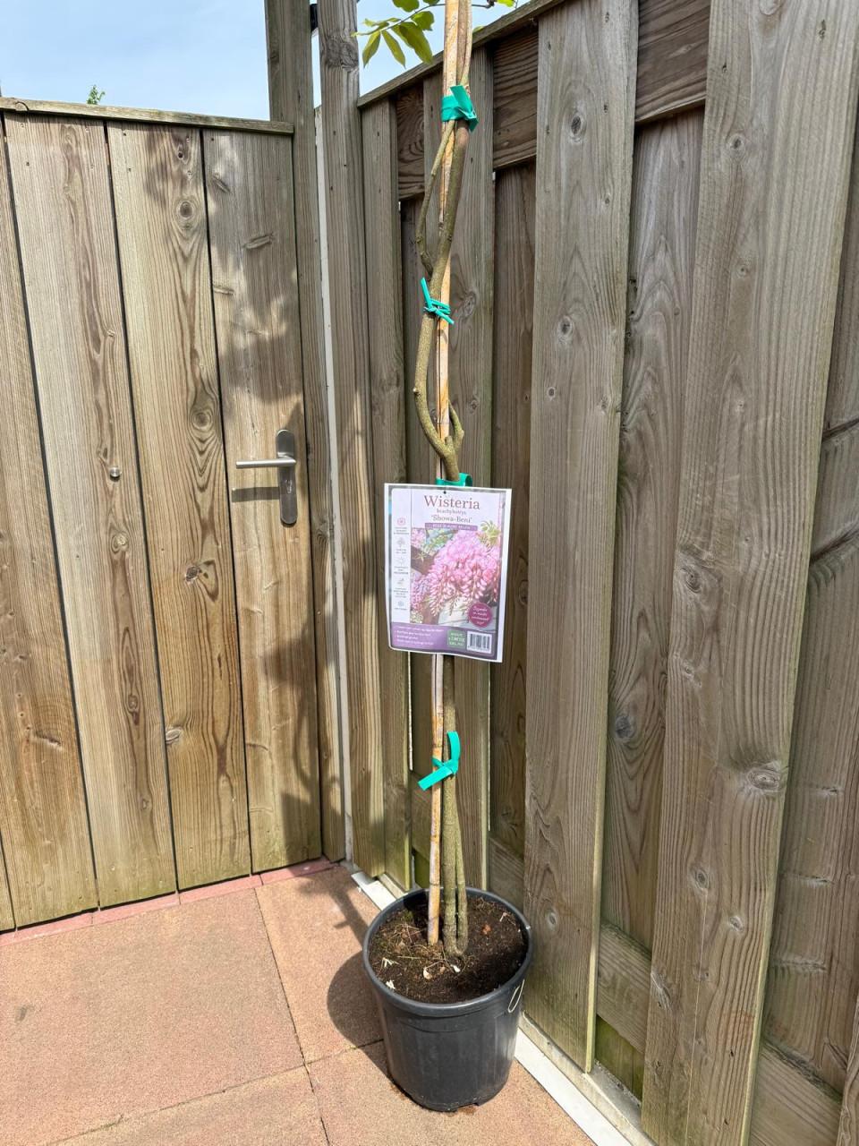 Wisteria brachybotrys ‘Showa-Beni’ (roze blauwe regen).