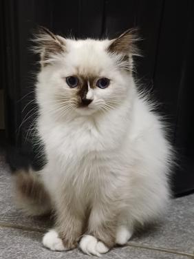 Prachtig Ragdoll poesje met stamboom