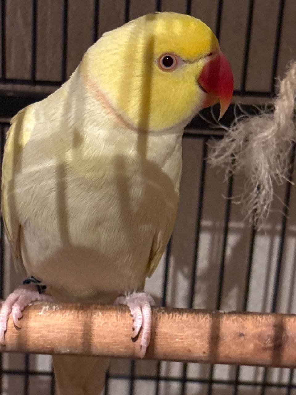 Koppel halsbad parkieten