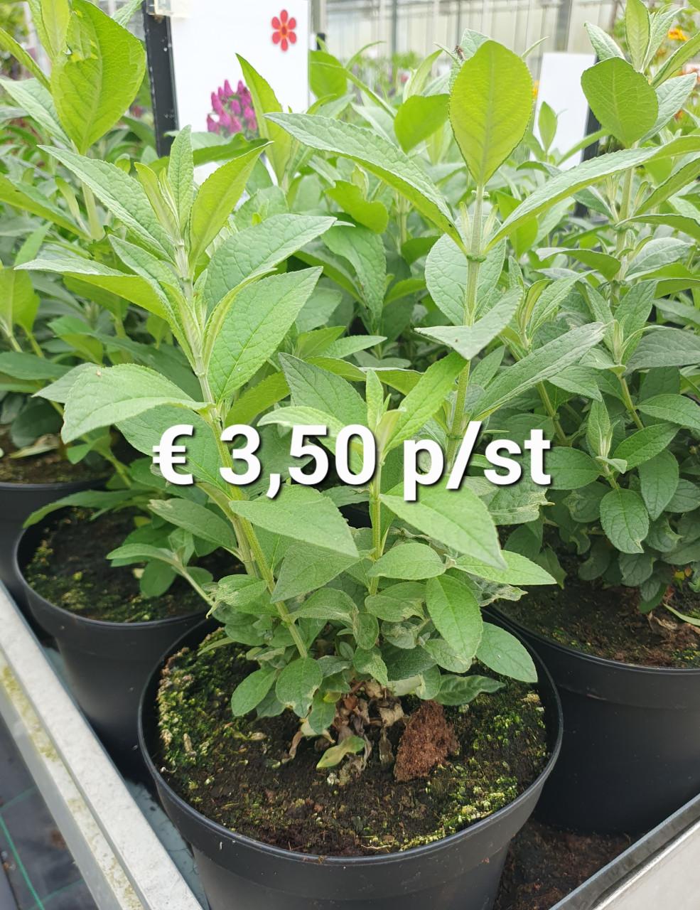 TUINPLANTEN Oudelande