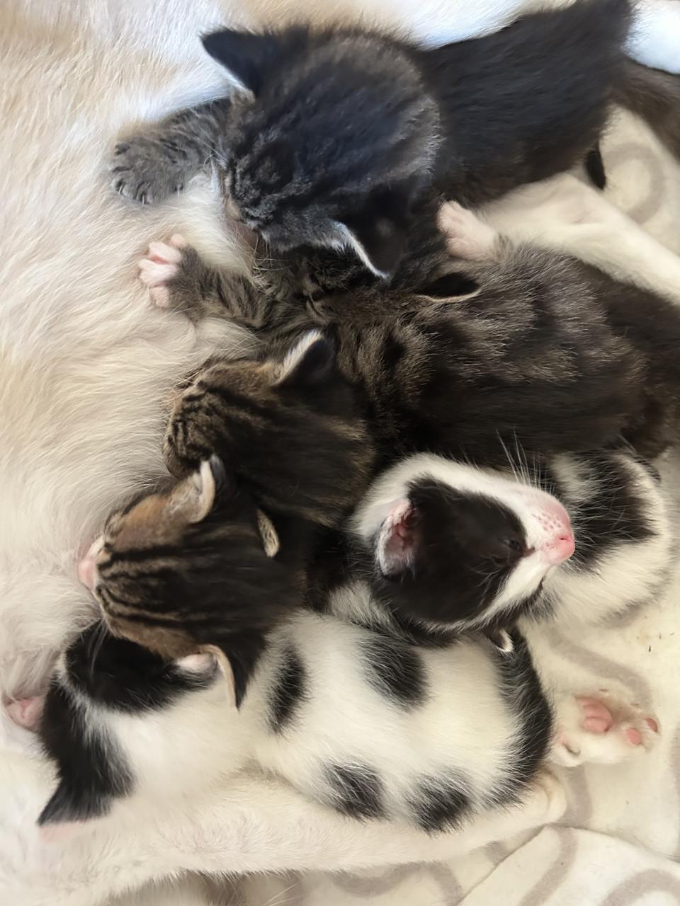 Prachtige kittens 😻