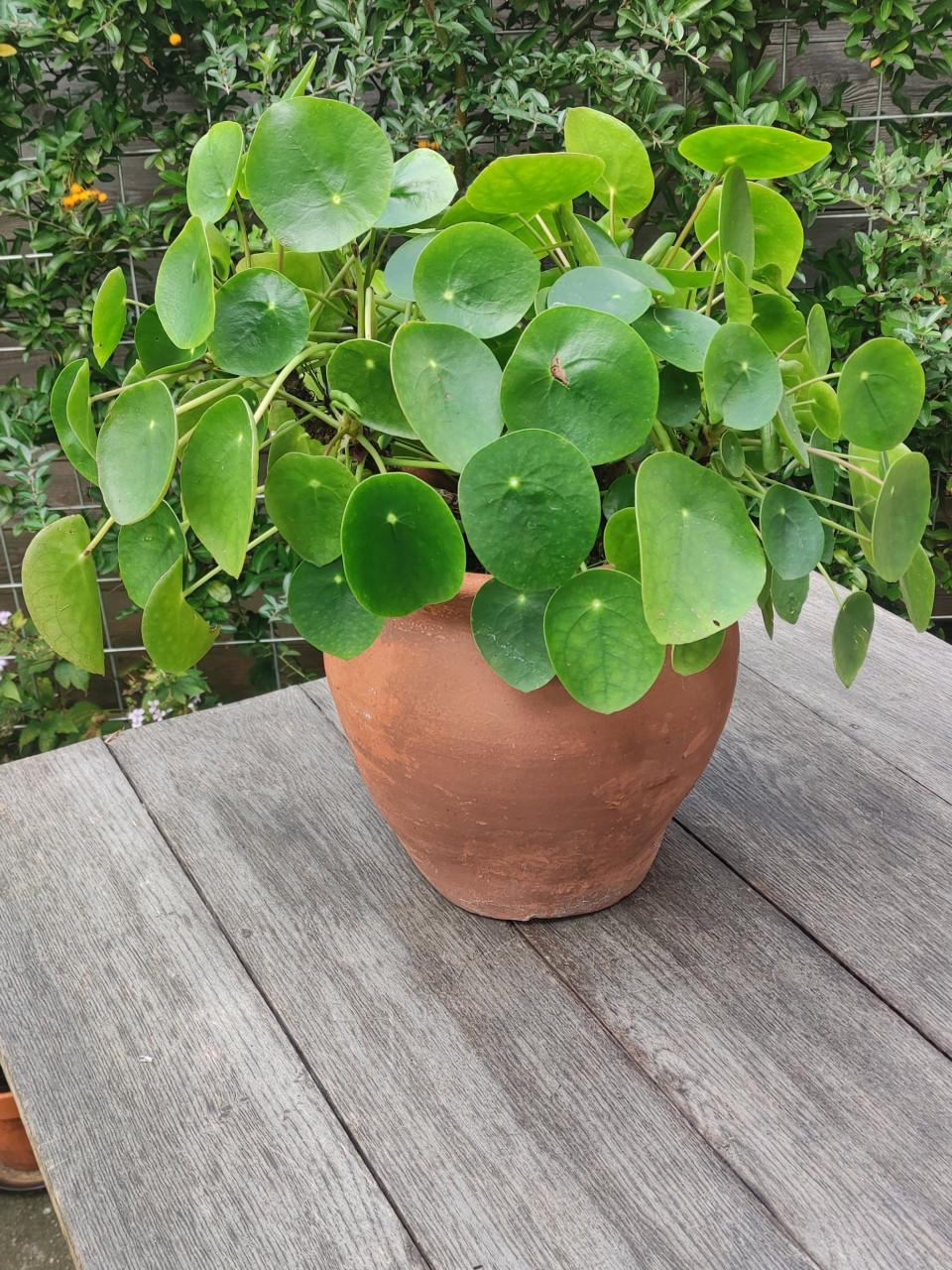 Pilea Peperomioides - Pannekoekplant