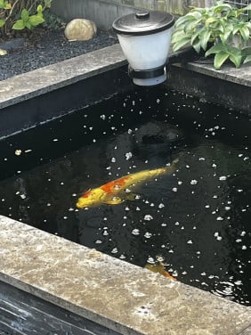 Te koop wegens beëindiging hobby koi vijver