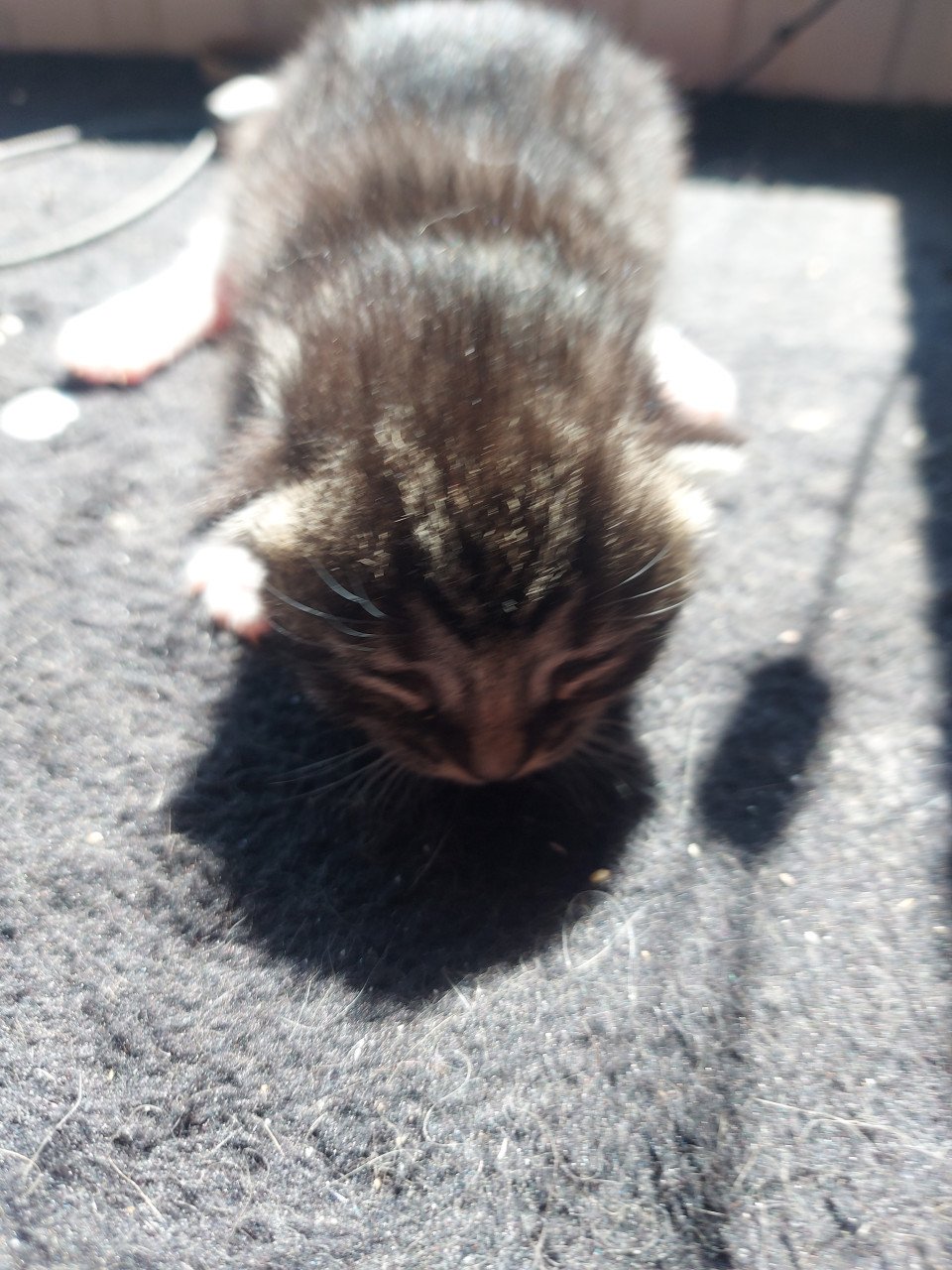 4 kittens 50 euro per kitten