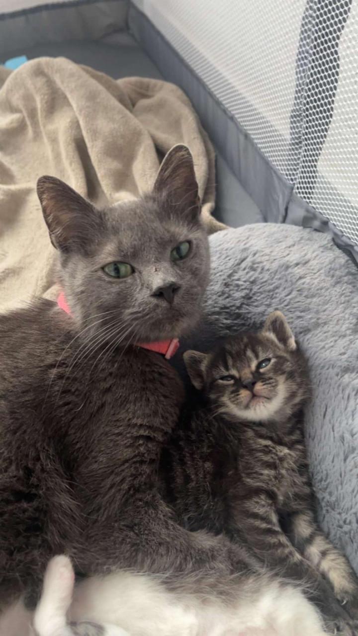 Kittens