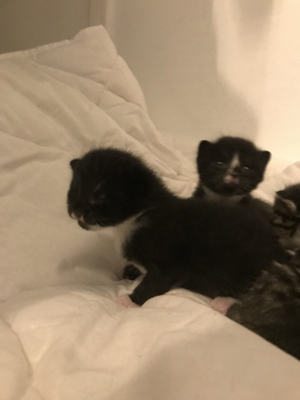 Kittens zoeken gouden mandje!