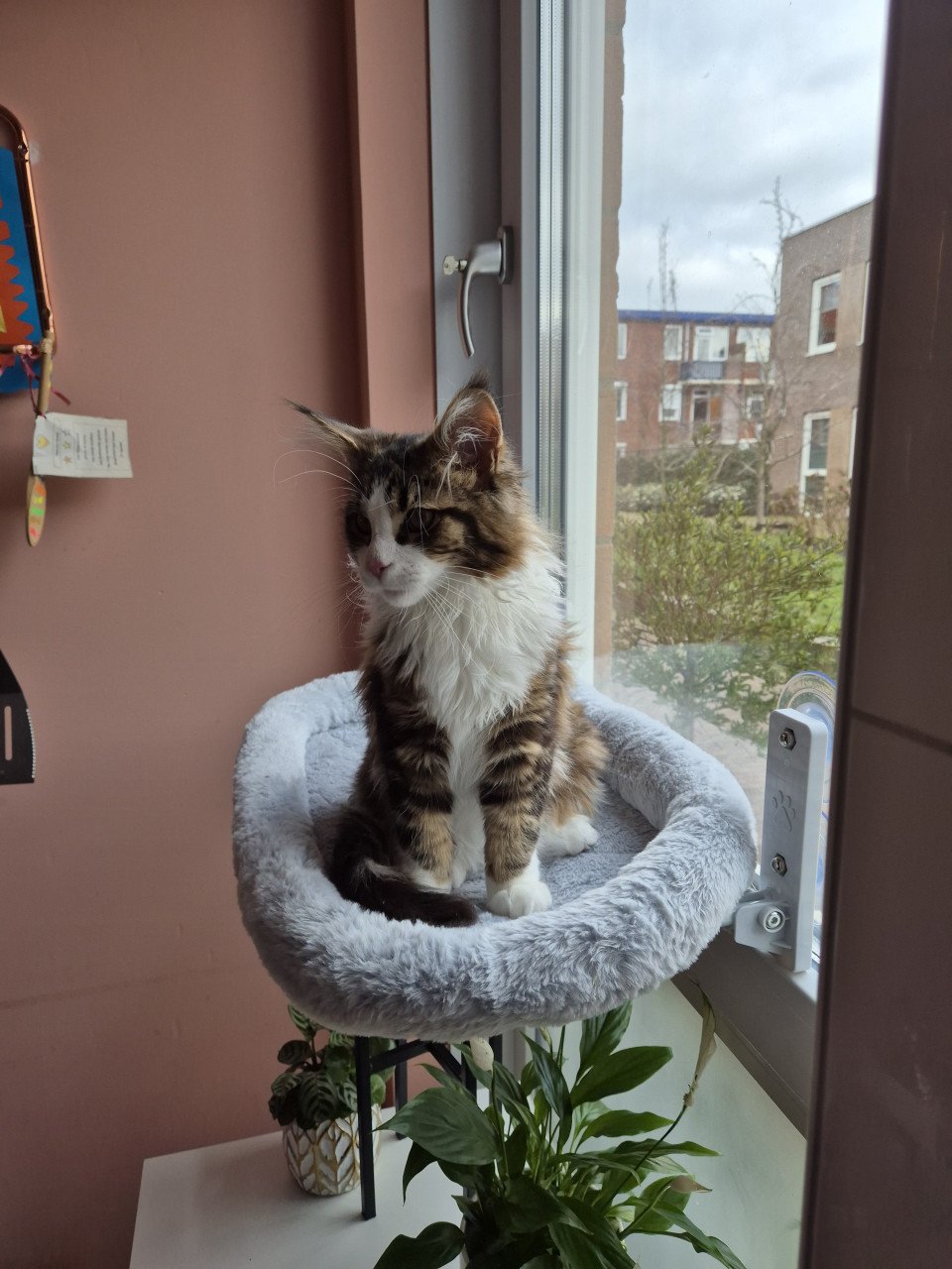 Maine coon 7 maanden