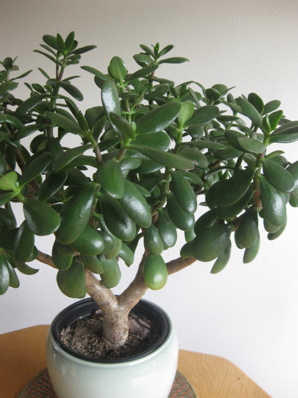 Groete Mooie vetplant in sierpot
