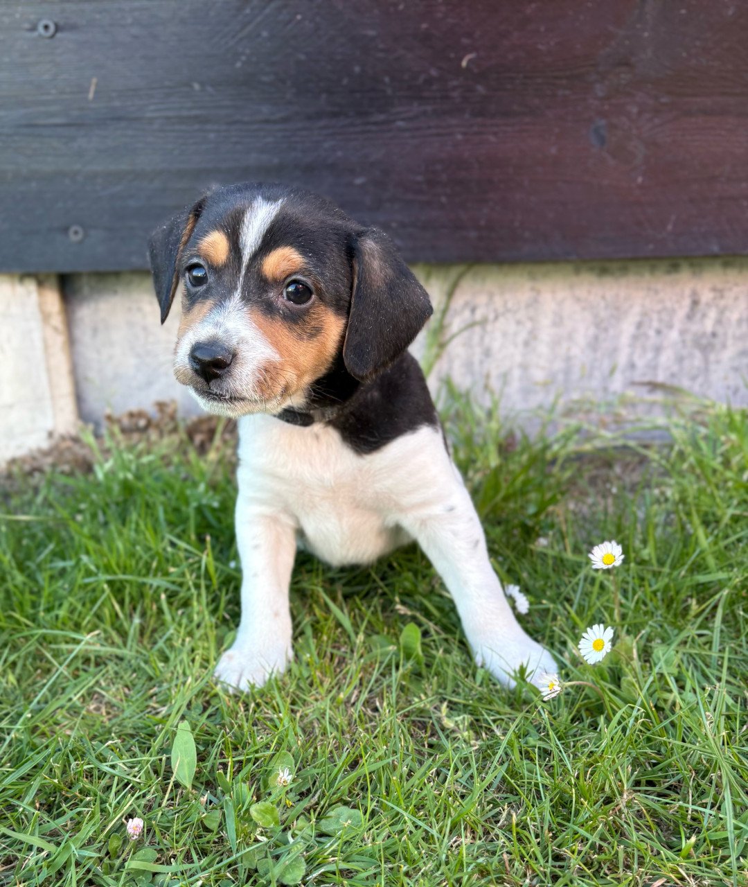 Prachtige boerenfox pups